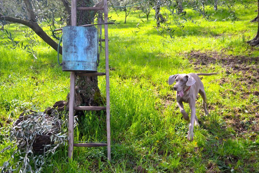 Monte A Pescia Villa Eksteriør bilde